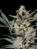 Fast Buds Strawberry Gorilla Auto - Bud Brothers