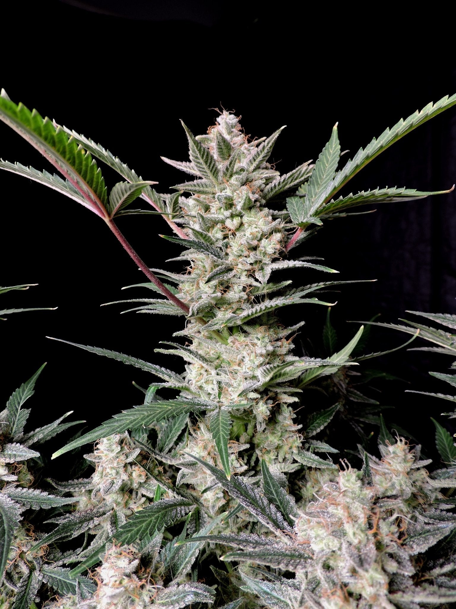 Fast Buds Strawberry Gorilla Auto - Bud Brothers