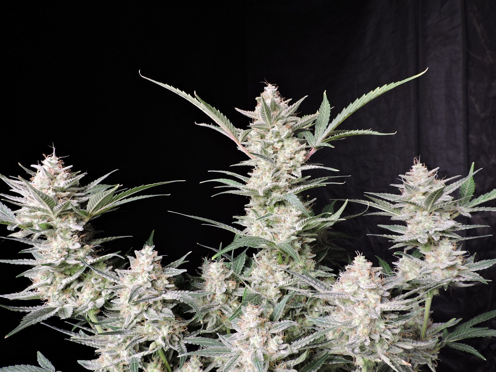 Fast Buds Strawberry Gorilla Auto - Bud Brothers