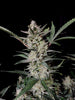 Fast Buds Strawberry Gorilla Auto - Bud Brothers