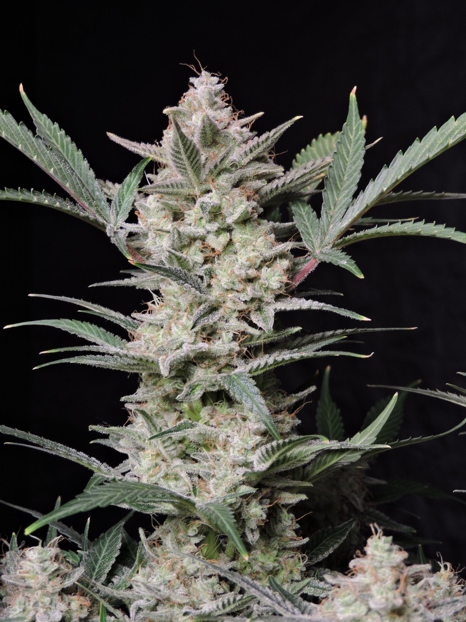 Fast Buds Strawberry Gorilla Auto - Bud Brothers