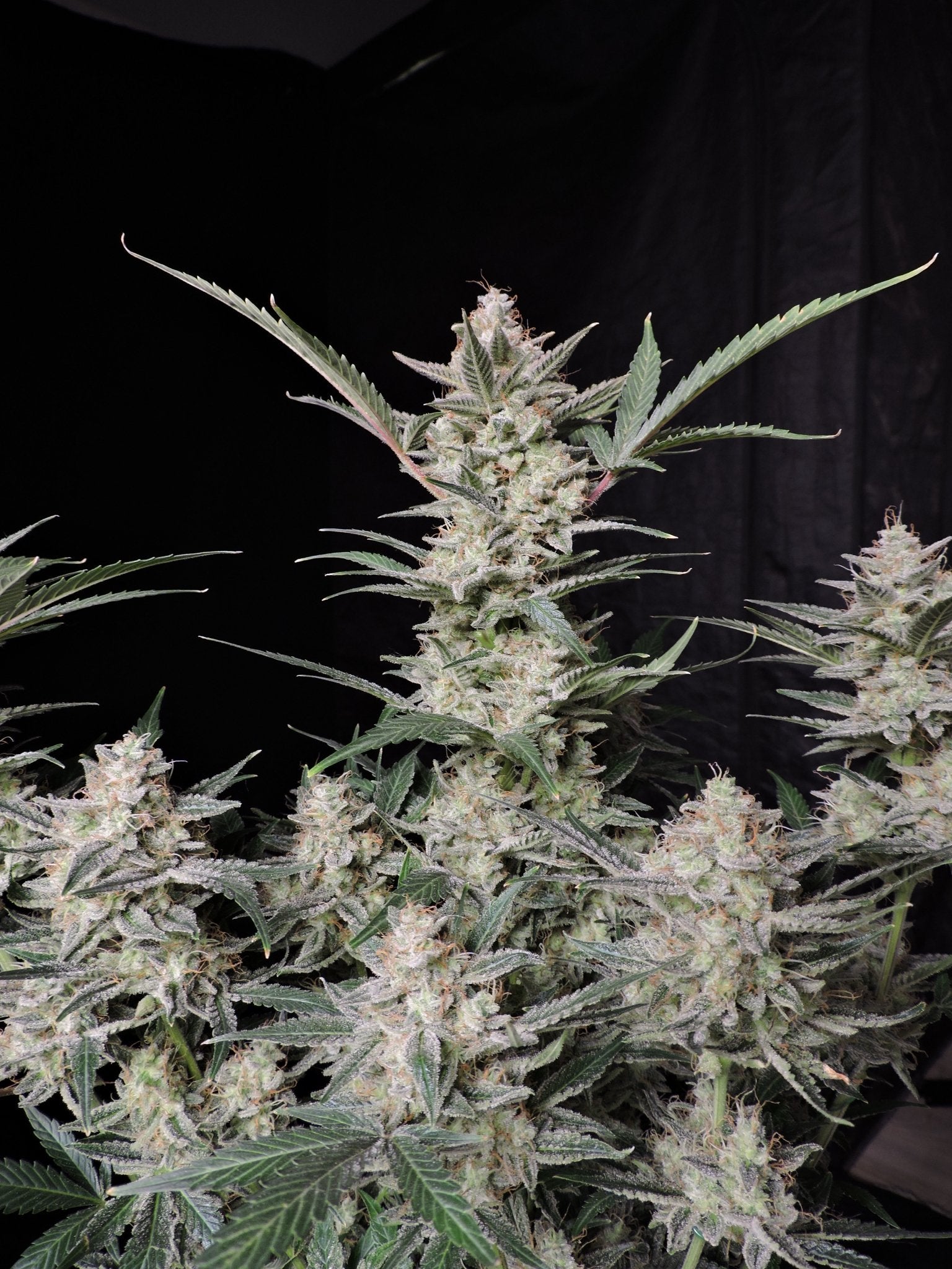 Fast Buds Strawberry Gorilla Auto - Bud Brothers