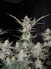 Fast Buds Strawberry Gorilla Auto - Bud Brothers