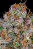 Fast Buds Strawberry Pie Auto - Bud Brothers