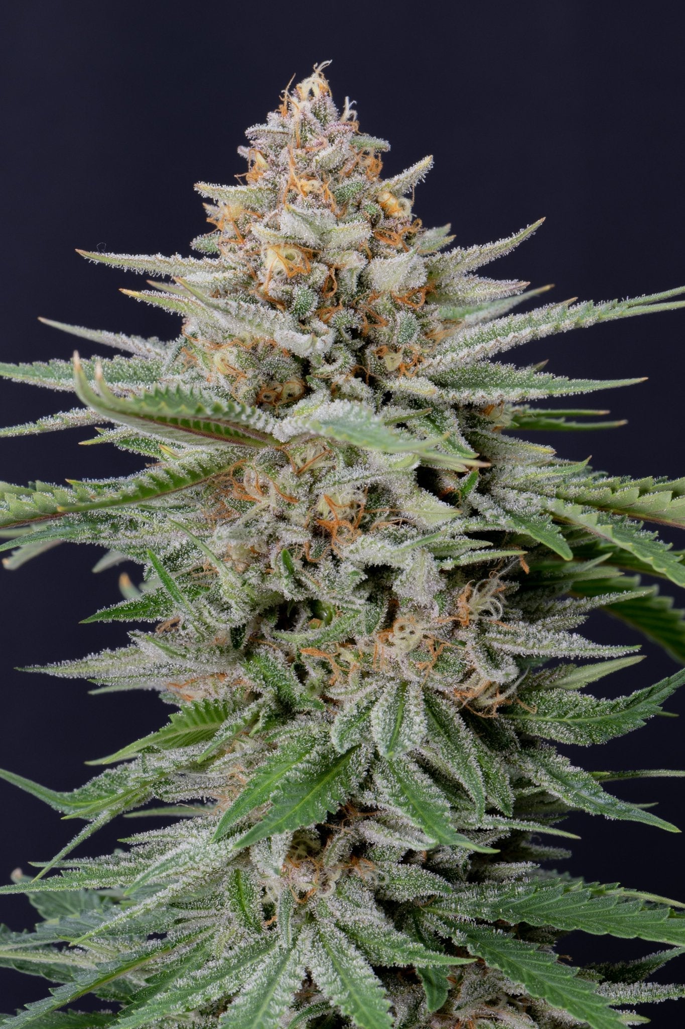 Fast Buds Strawberry Pie Auto - Bud Brothers