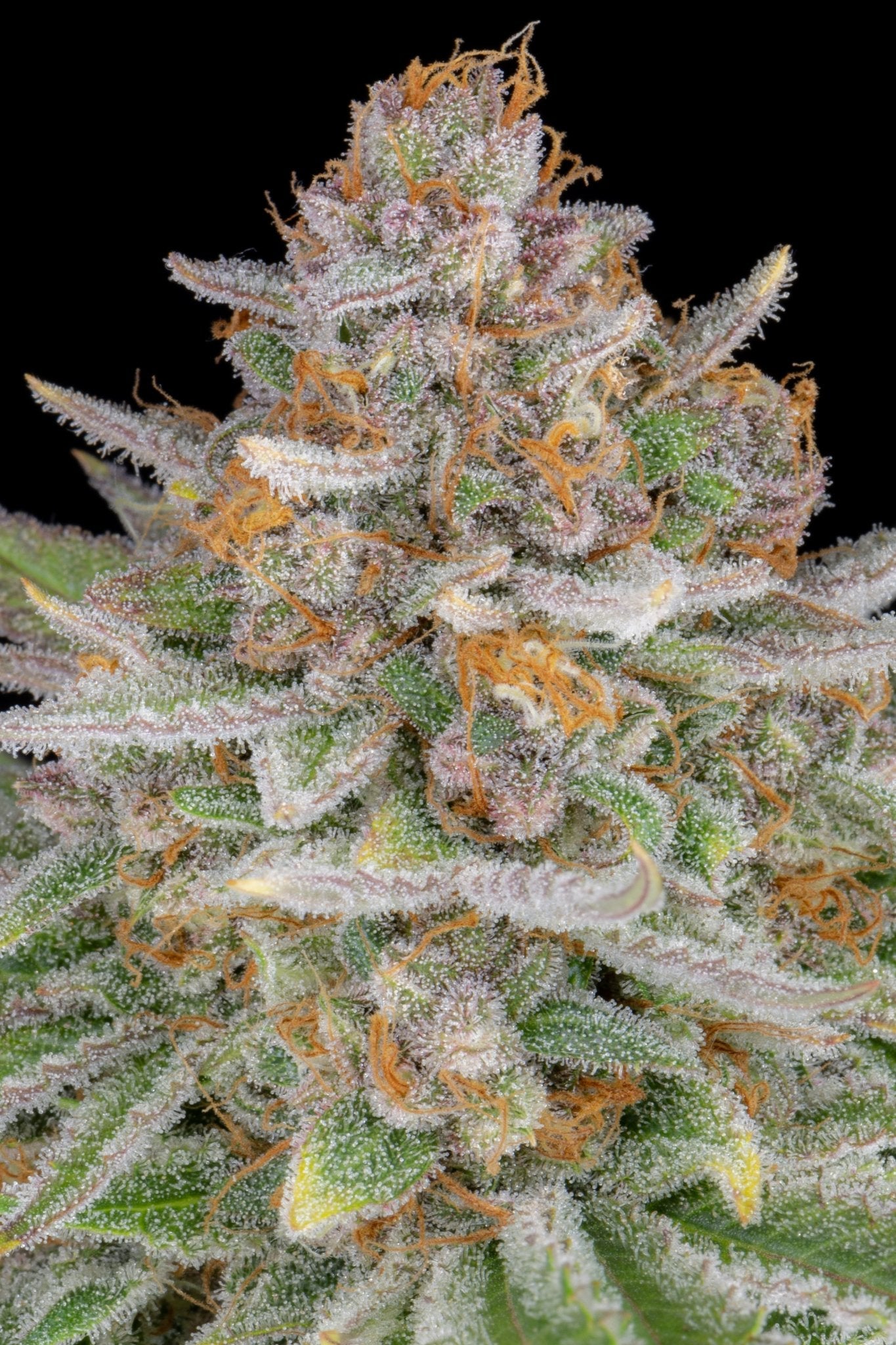 Fast Buds Strawberry Pie Auto - Bud Brothers