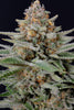 Fast Buds Strawberry Pie Auto - Bud Brothers