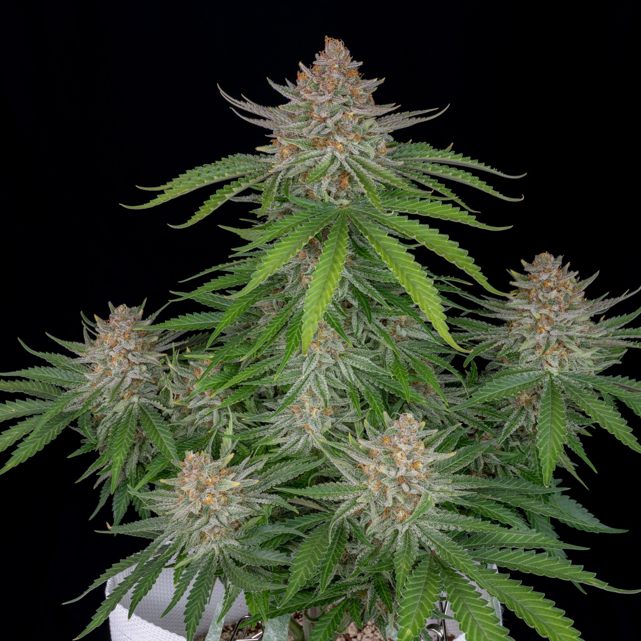 Fast Buds Strawberry Pie Auto - Bud Brothers