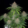 Fast Buds Strawberry Pie Auto - Bud Brothers