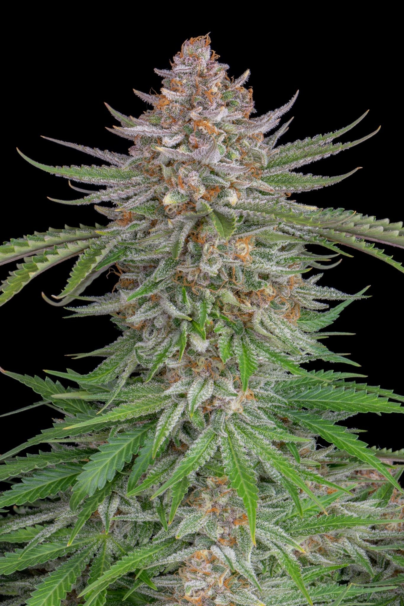 Fast Buds Strawberry Pie Auto - Bud Brothers