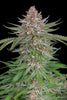 Fast Buds Strawberry Pie Auto - Bud Brothers