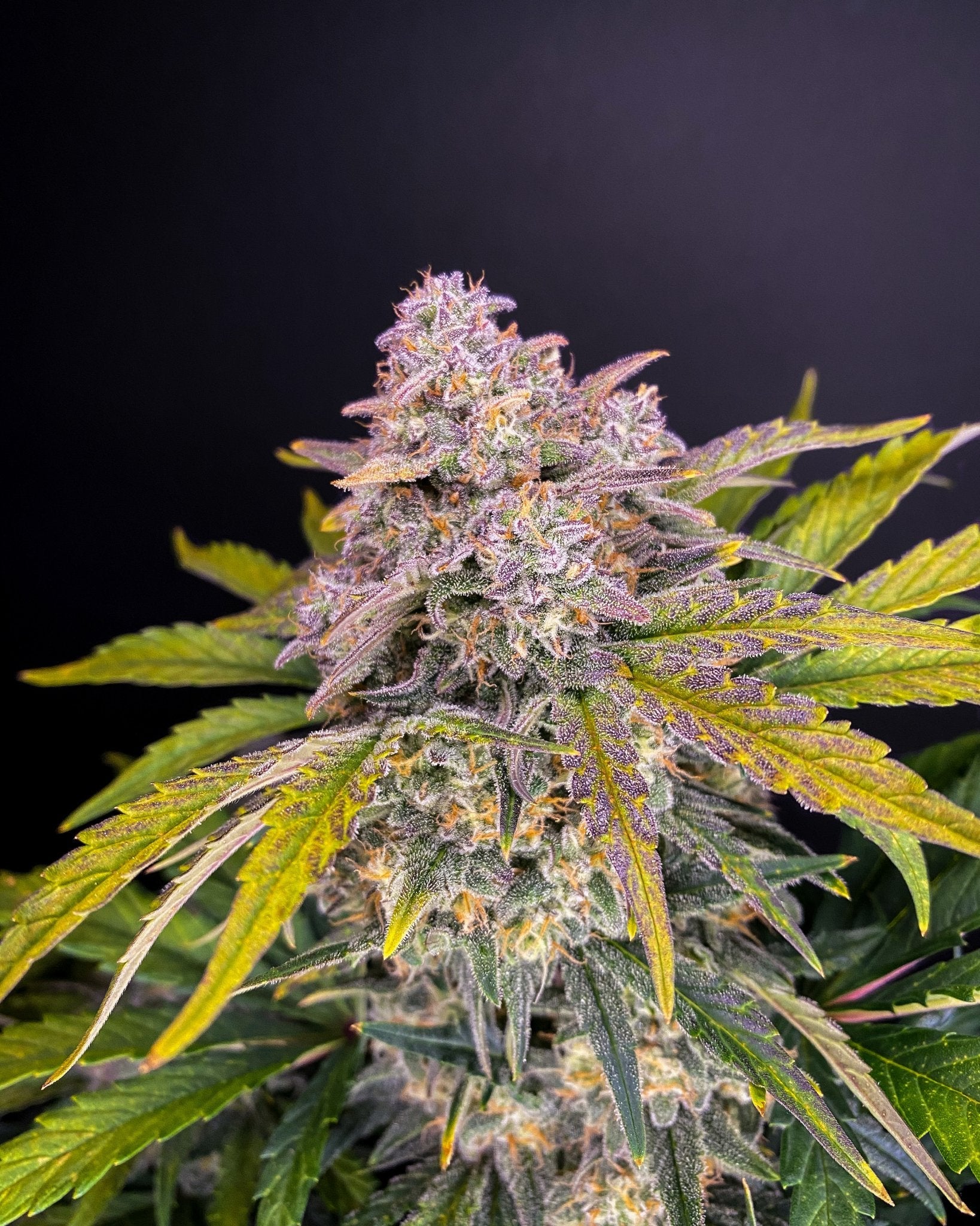 Fast Buds Strawberry Pie Auto - Bud Brothers