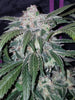 Fast Buds Tangie Auto - Bud Brothers