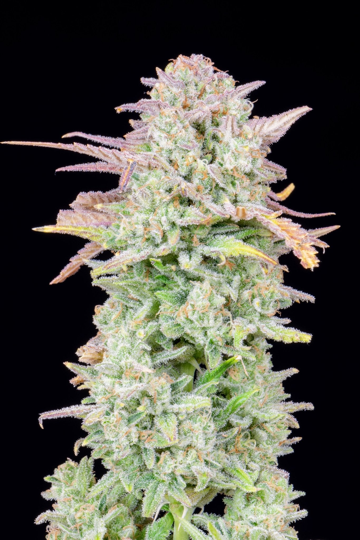 Fast Buds Trainwreck Auto - Bud Brothers