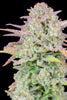 Fast Buds Trainwreck Auto - Bud Brothers