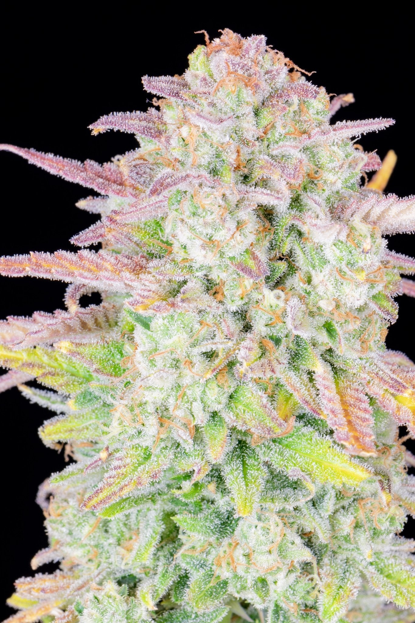 Fast Buds Trainwreck Auto - Bud Brothers