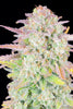 Fast Buds Trainwreck Auto - Bud Brothers