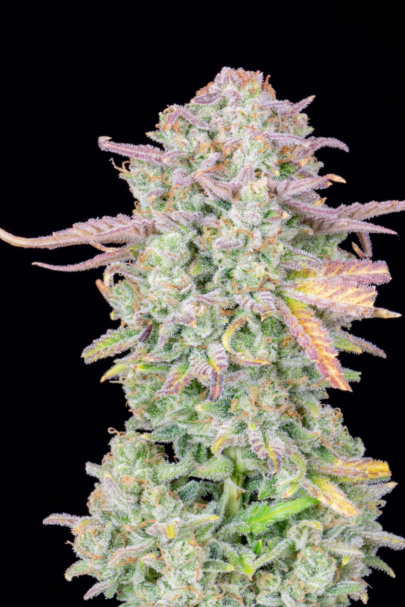 Fast Buds Trainwreck Auto - Bud Brothers