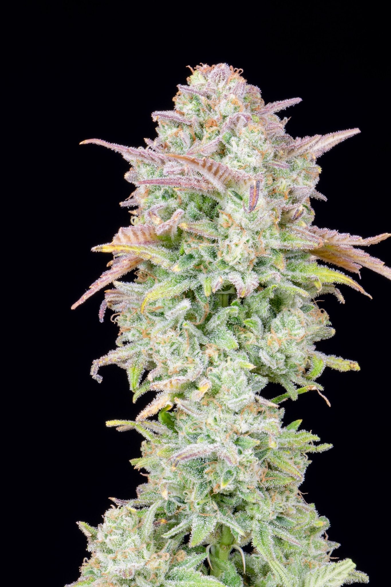 Fast Buds Trainwreck Auto - Bud Brothers