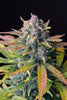 Fast Buds Tropicana Cookies Auto - Bud Brothers