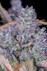 Fast Buds Tropicana Cookies Auto - Bud Brothers