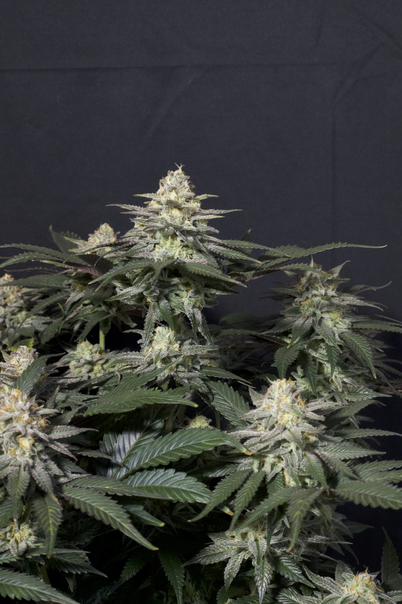 Fast Buds Tropicana Cookies FF feminisierte Samen | 28% THC | Tropische Zitrusnoten | 6 - 7 Wochen Blüte - Bud Brothers
