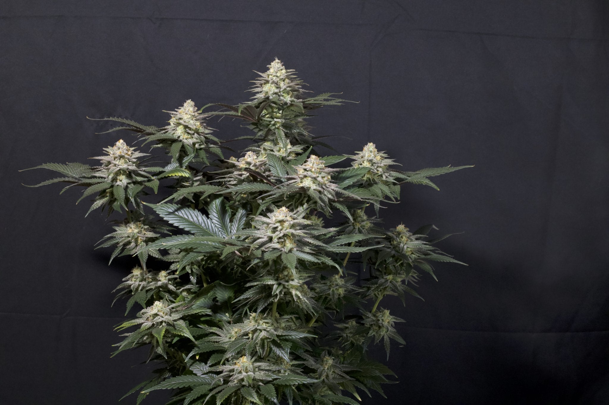 Fast Buds Tropicana Cookies FF feminisierte Samen | 28% THC | Tropische Zitrusnoten | 6 - 7 Wochen Blüte - Bud Brothers