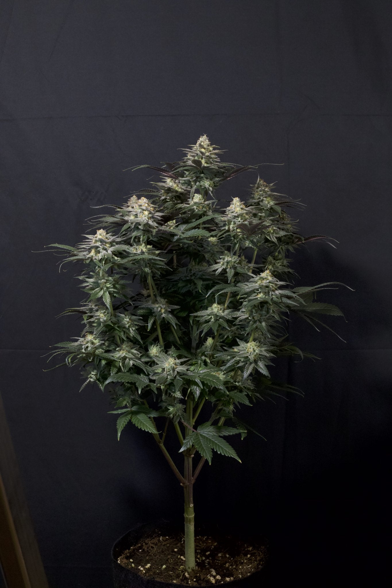 Fast Buds Tropicana Cookies FF feminisierte Samen | 28% THC | Tropische Zitrusnoten | 6 - 7 Wochen Blüte - Bud Brothers