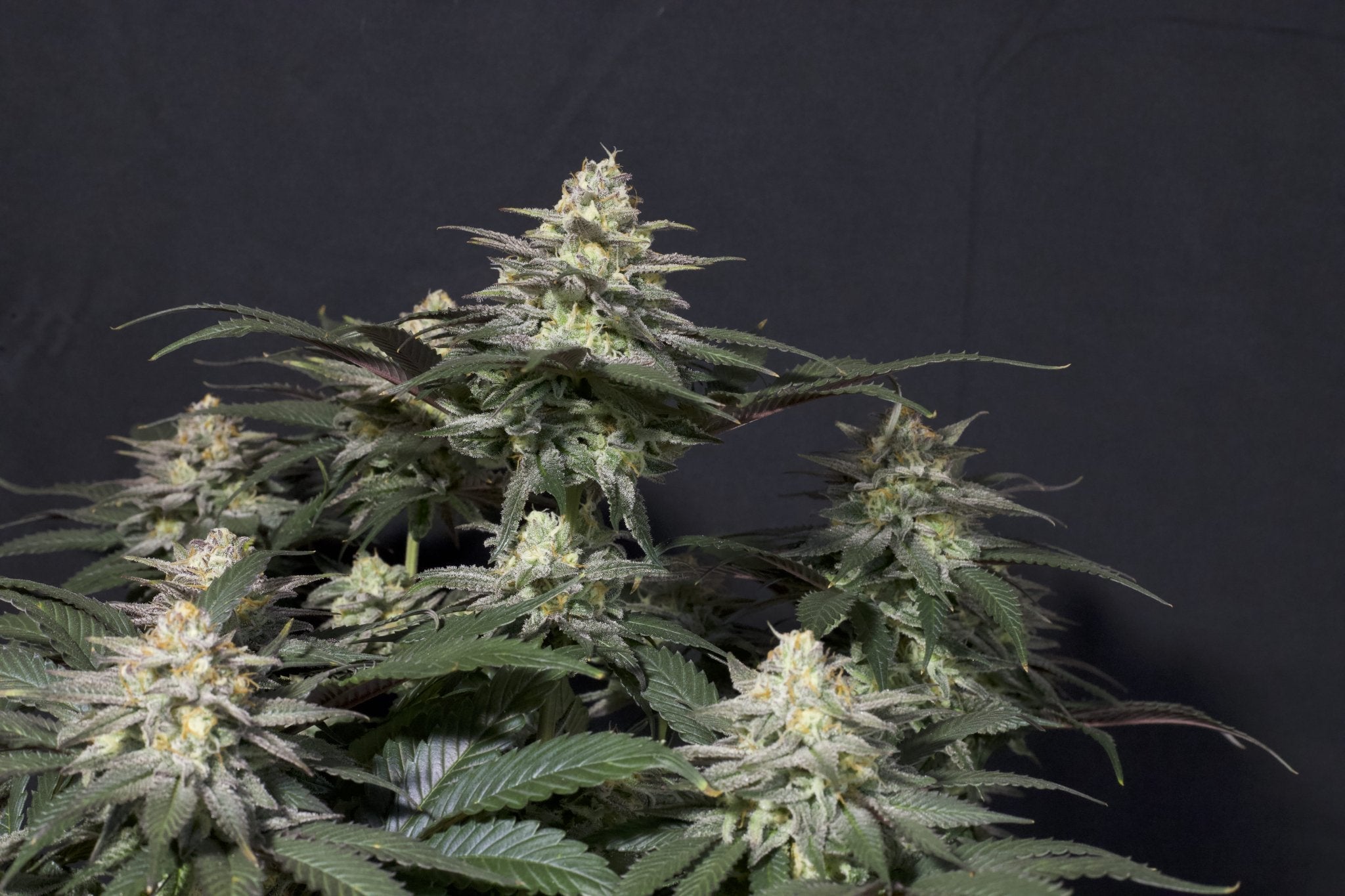 Fast Buds Tropicana Cookies FF feminisierte Samen | 28% THC | Tropische Zitrusnoten | 6 - 7 Wochen Blüte - Bud Brothers