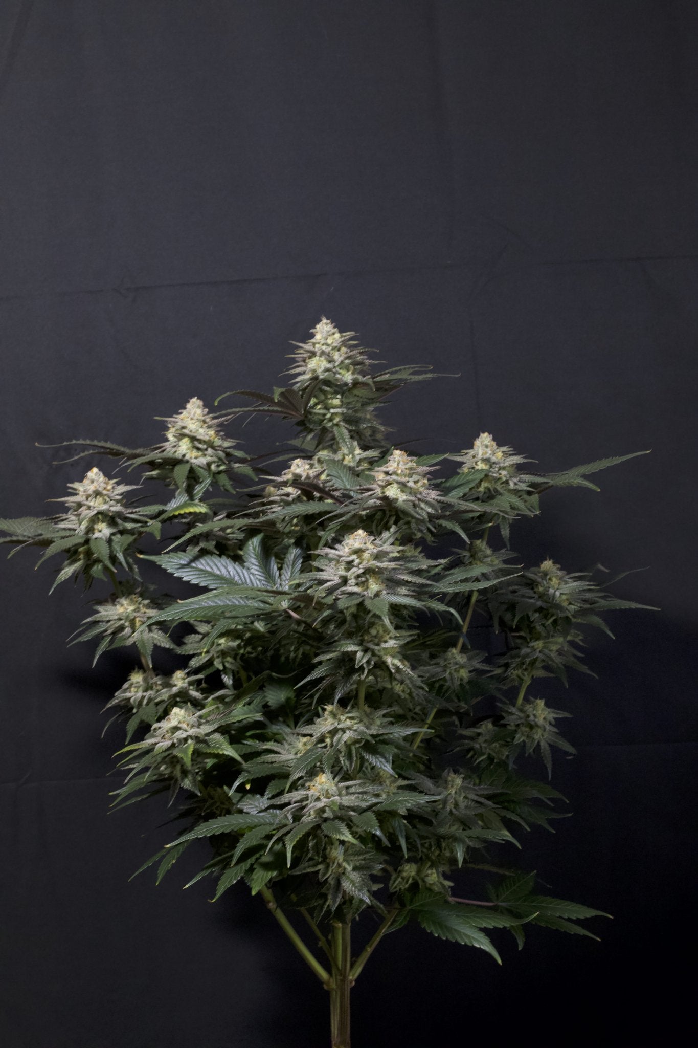 Fast Buds Tropicana Cookies FF feminisierte Samen | 28% THC | Tropische Zitrusnoten | 6 - 7 Wochen Blüte - Bud Brothers
