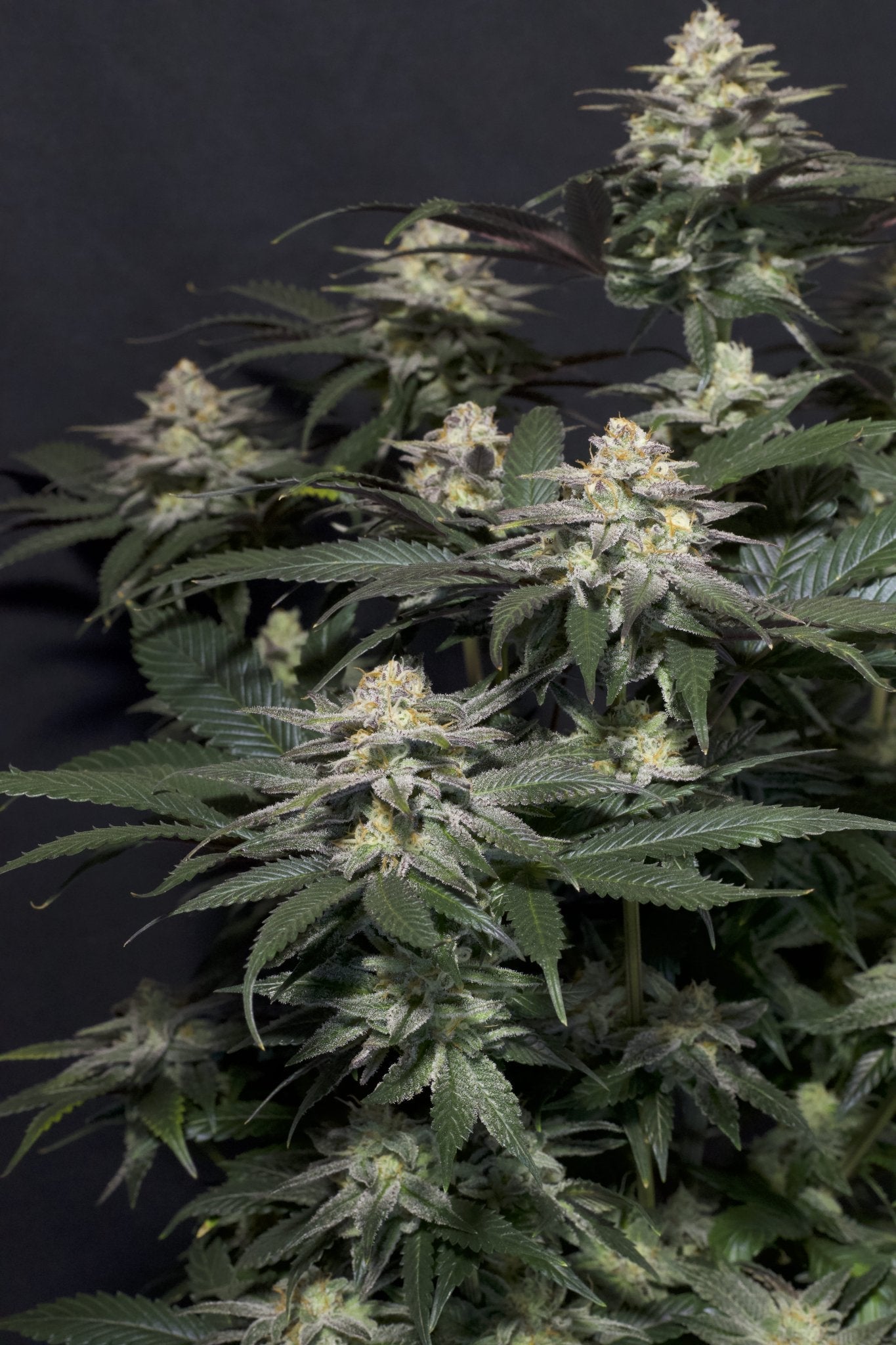 Fast Buds Tropicana Cookies FF feminisierte Samen | 28% THC | Tropische Zitrusnoten | 6 - 7 Wochen Blüte - Bud Brothers