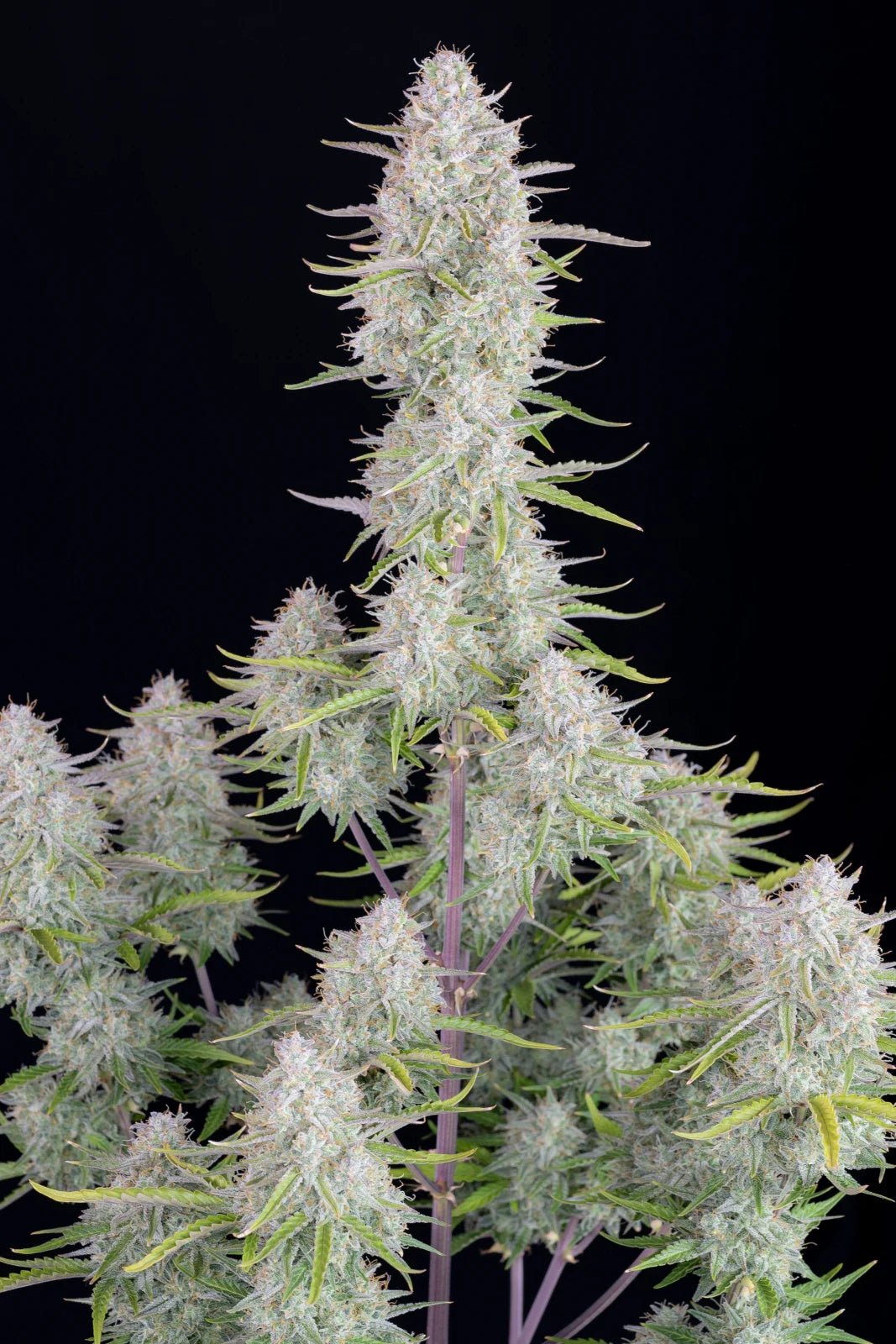 Fast Buds Wedding Cheesecake Auto | 3er Packung - Bud Brothers