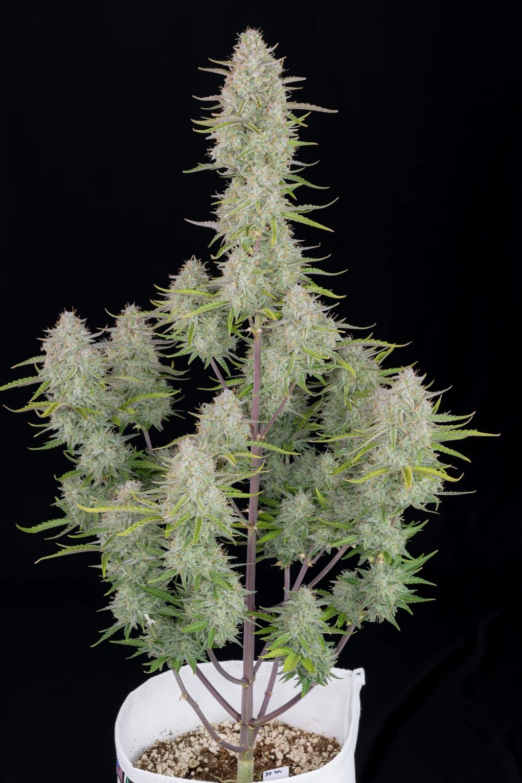 Fast Buds Wedding Cheesecake Auto | 3er Packung - Bud Brothers
