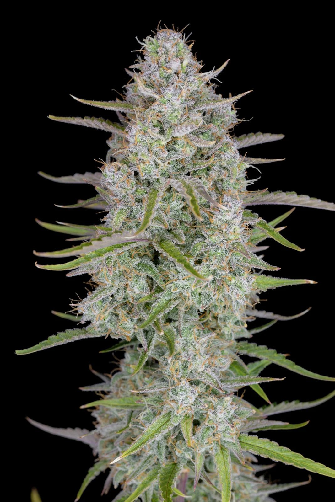 Fast Buds Wedding Cheesecake Auto | 3er Packung - Bud Brothers