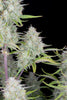 Fast Buds Wedding Cheesecake Auto | 3er Packung - Bud Brothers