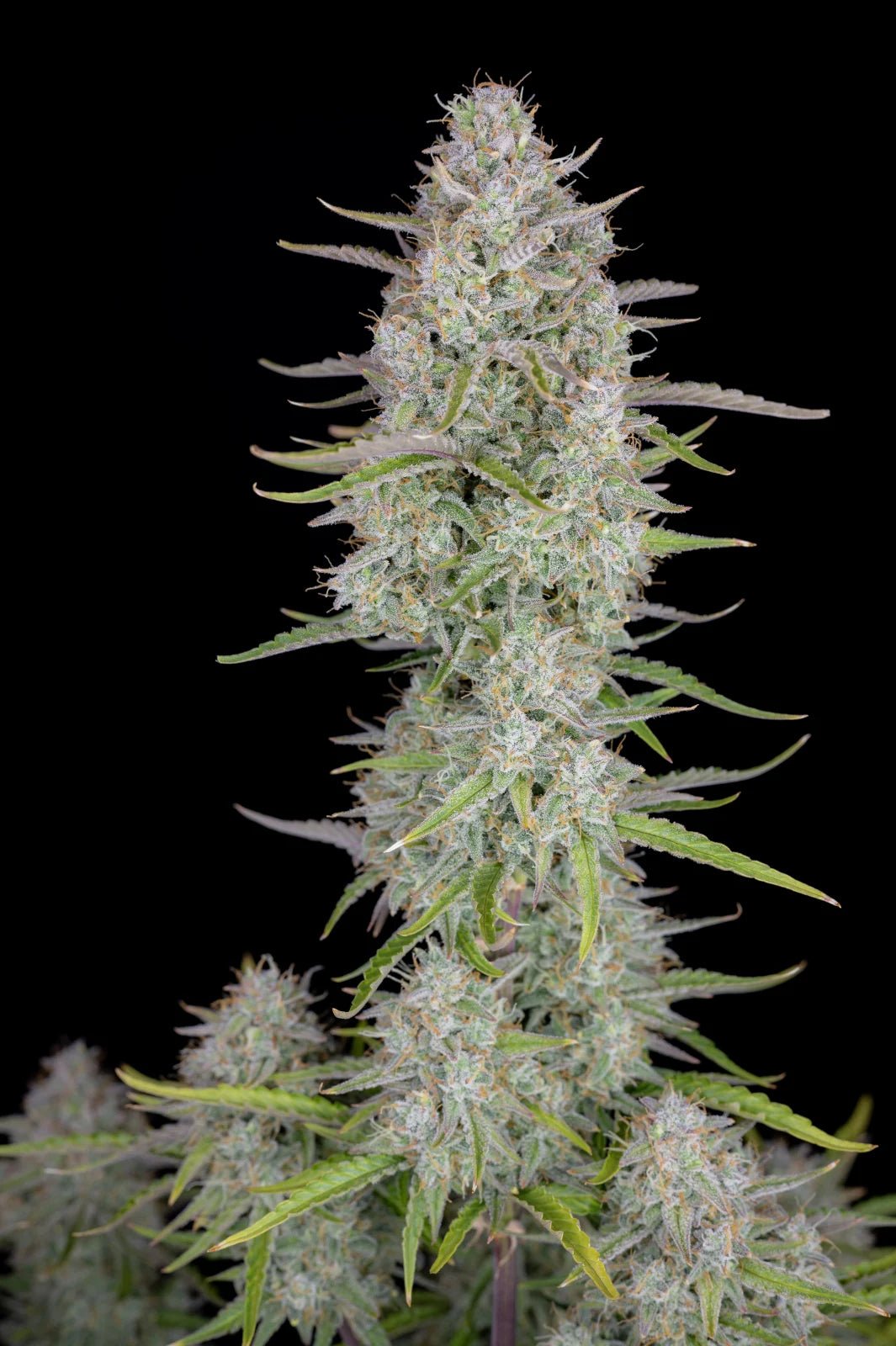 Fast Buds Wedding Cheesecake Auto | 3er Packung - Bud Brothers