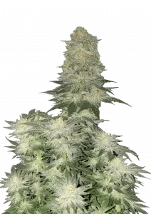 Fast Buds Wedding Cheesecake FF feminisierte Samen | 25% THC | Vanille - Cheesecake Aroma | Bis 800 g/Pflanze - Bud Brothers