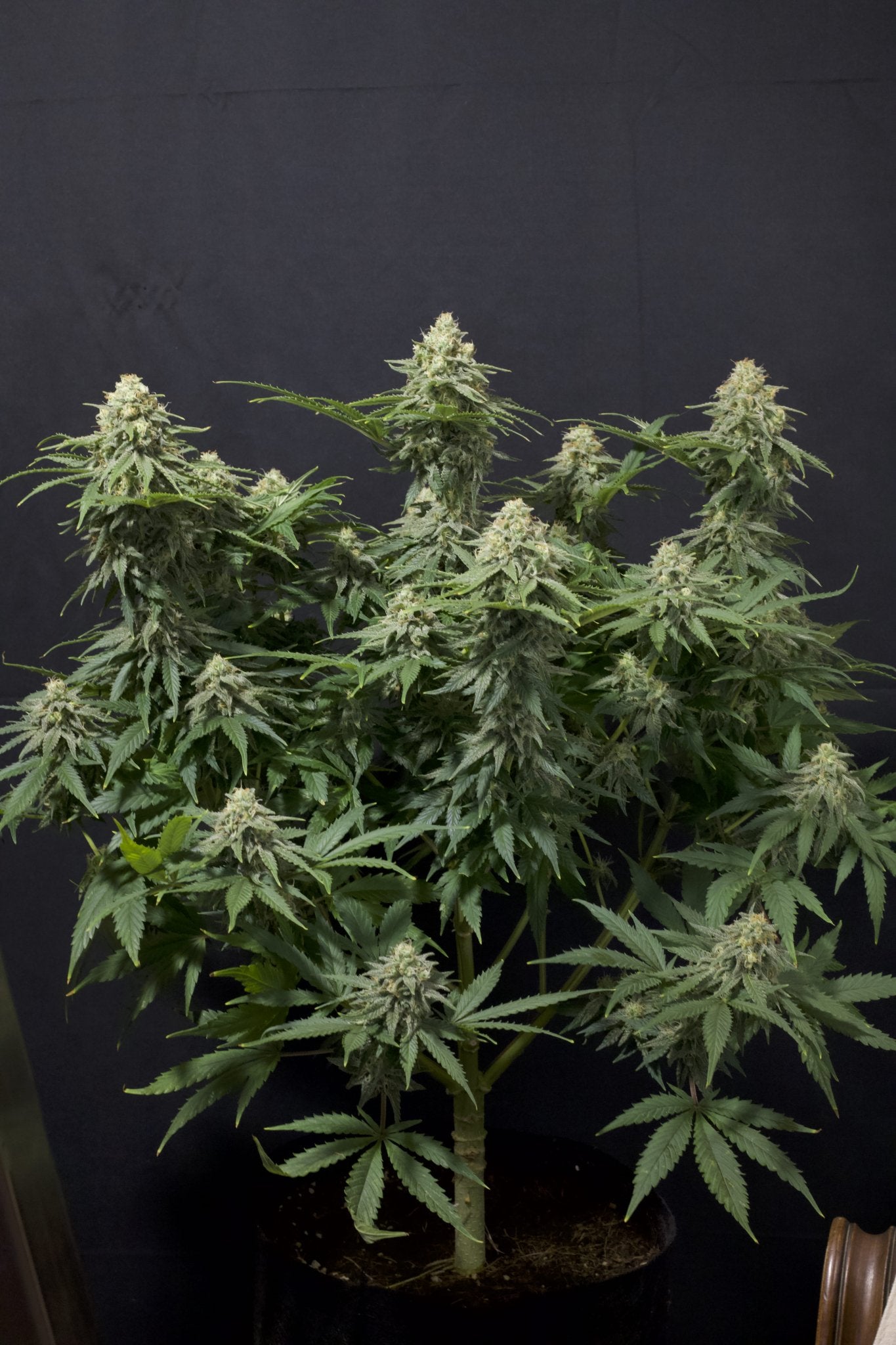 Fast Buds Wedding Cheesecake FF feminisierte Samen | 25% THC | Vanille - Cheesecake Aroma | Bis 800 g/Pflanze - Bud Brothers
