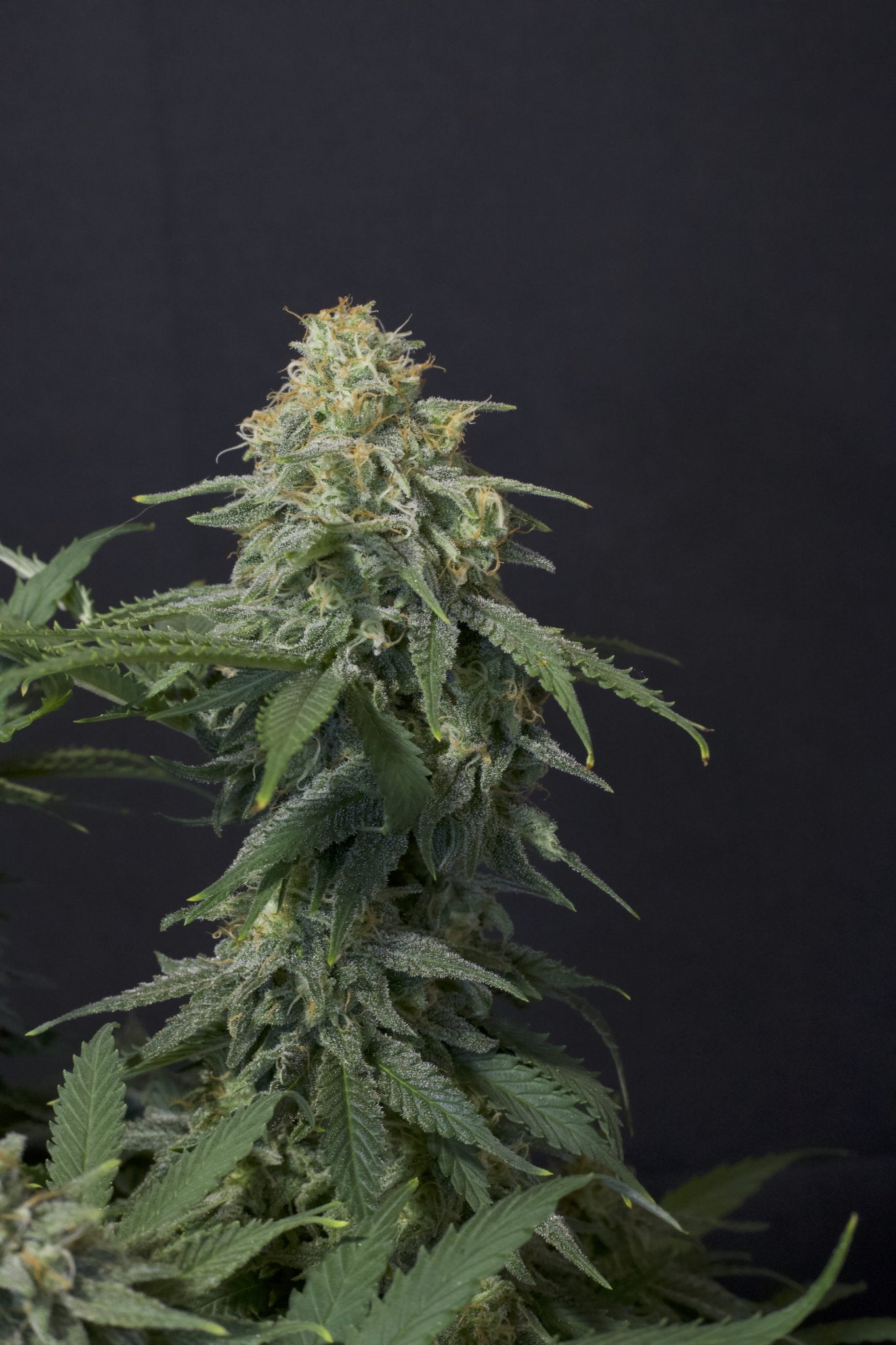 Fast Buds Wedding Cheesecake FF feminisierte Samen | 25% THC | Vanille - Cheesecake Aroma | Bis 800 g/Pflanze - Bud Brothers