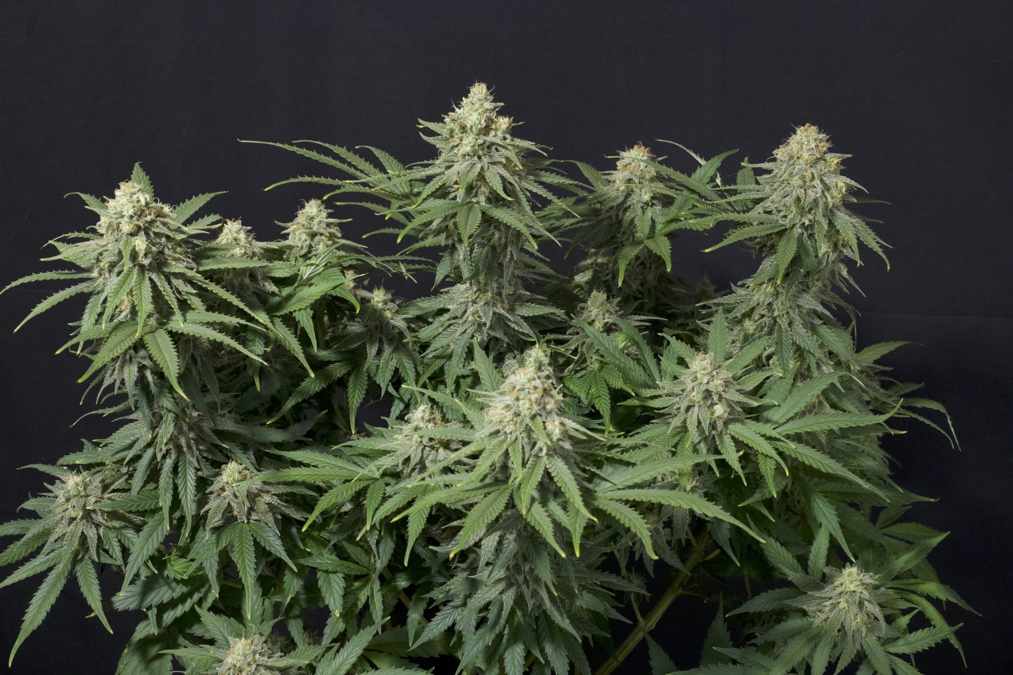 Fast Buds Wedding Cheesecake FF feminisierte Samen | 25% THC | Vanille - Cheesecake Aroma | Bis 800 g/Pflanze - Bud Brothers