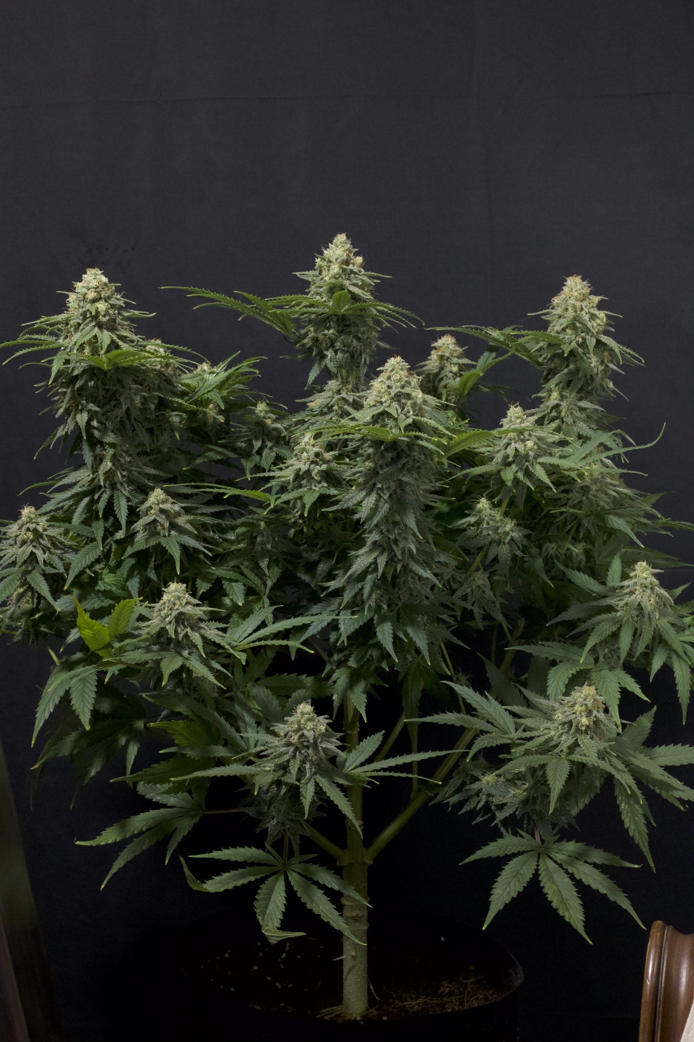 Fast Buds Wedding Cheesecake FF feminisierte Samen | 25% THC | Vanille - Cheesecake Aroma | Bis 800 g/Pflanze - Bud Brothers