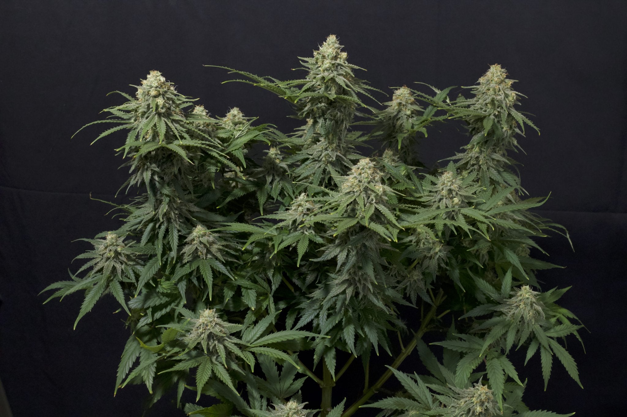 Fast Buds Wedding Cheesecake FF feminisierte Samen | 25% THC | Vanille - Cheesecake Aroma | Bis 800 g/Pflanze - Bud Brothers