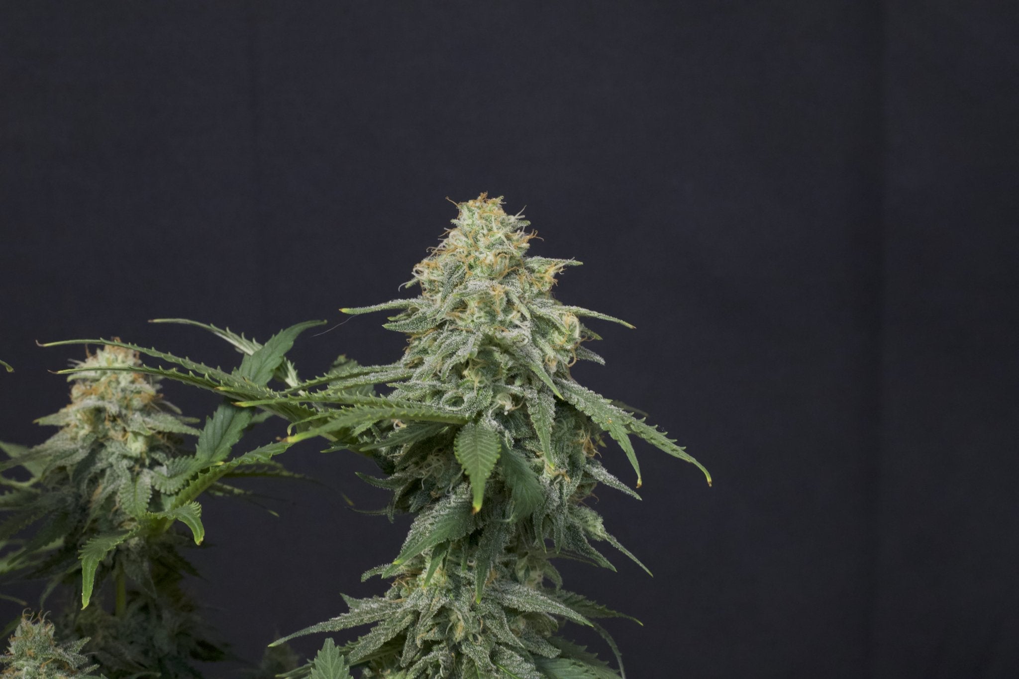 Fast Buds Wedding Cheesecake FF feminisierte Samen | 25% THC | Vanille - Cheesecake Aroma | Bis 800 g/Pflanze - Bud Brothers