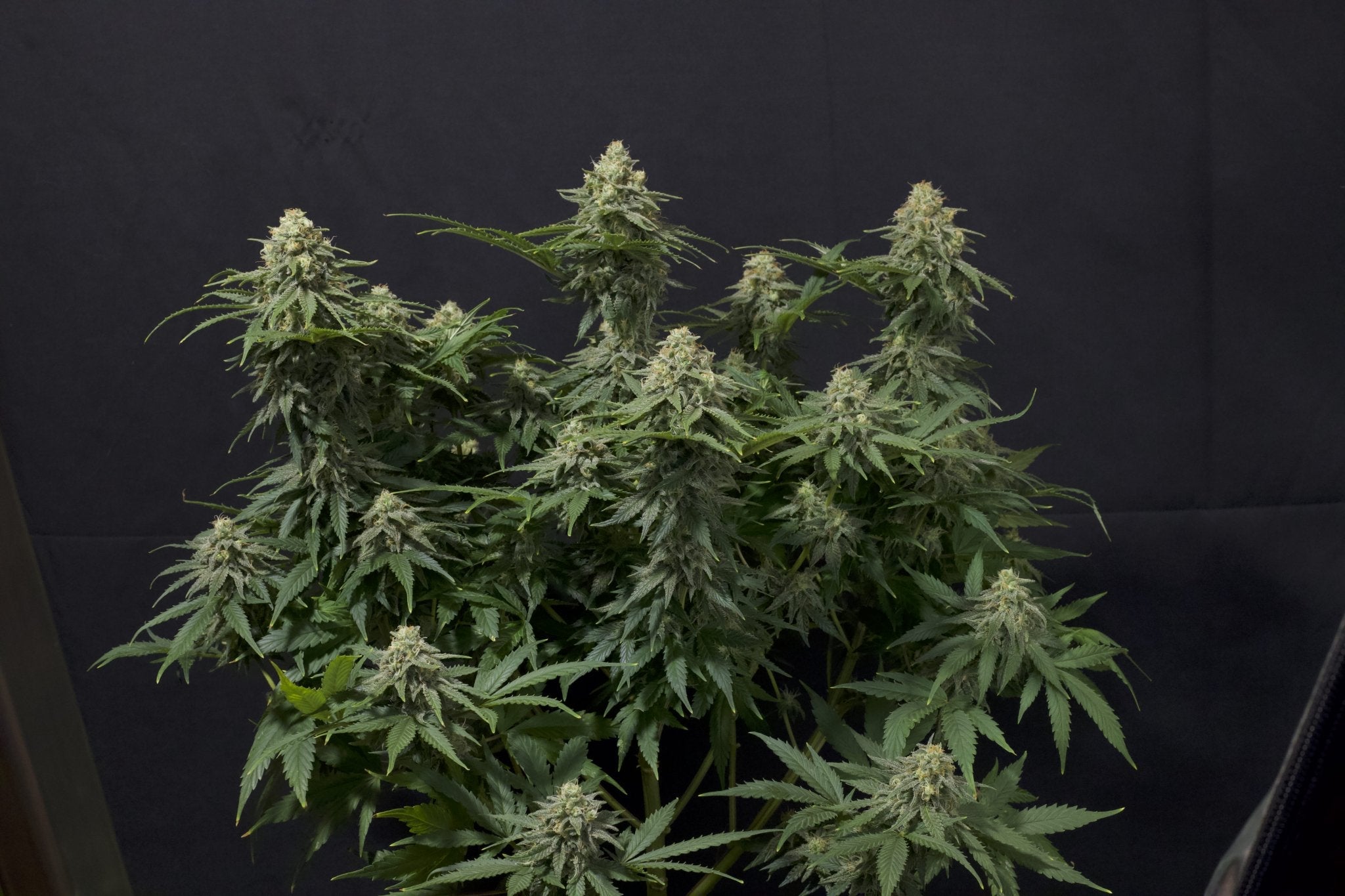 Fast Buds Wedding Cheesecake FF feminisierte Samen | 25% THC | Vanille - Cheesecake Aroma | Bis 800 g/Pflanze - Bud Brothers