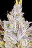 Fast Buds Wedding Glue Auto - Bud Brothers