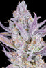 Fast Buds Wedding Glue Auto - Bud Brothers