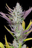 Fast Buds Wedding Glue Auto - Bud Brothers