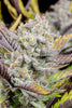 Fast Buds Wedding Glue Auto - Bud Brothers