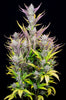 Fast Buds Wedding Glue Auto - Bud Brothers