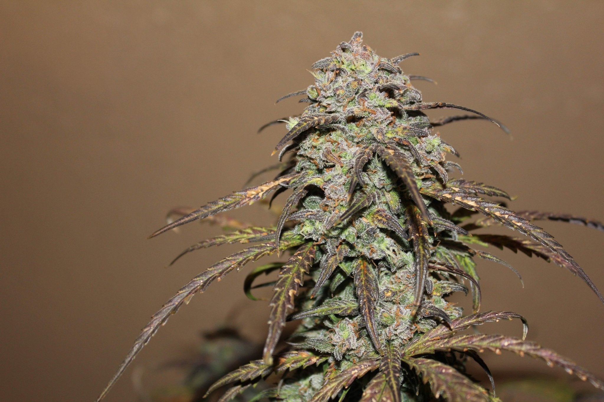 Fast Buds West Coast O.G. Auto - Bud Brothers